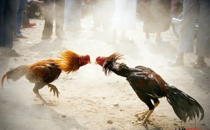 Các lưu ý khi tham gia Đá Gà UU88 - An toàn và hiệu quả cá cược